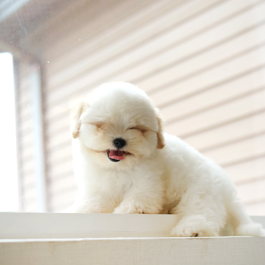 Coton de Tulear - Nerina