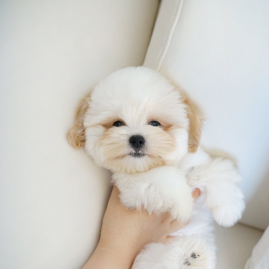 Coton de Tulear - Nerina