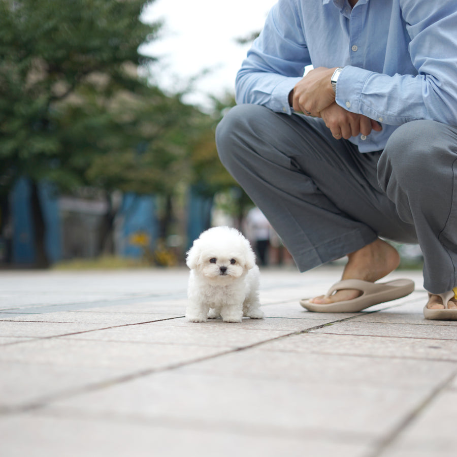 Teddy Bichon - Jinny