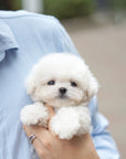 Teddy Bichon - Jinny