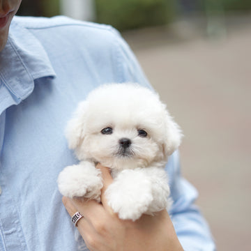 Teddy Bichon - Jinny