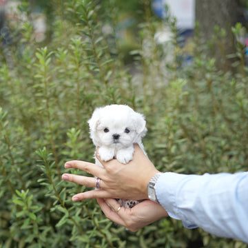 Maltese - Oliver