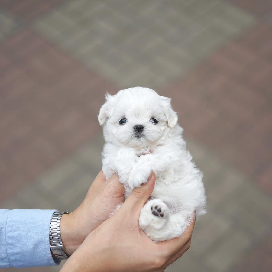 Maltese - Oliver