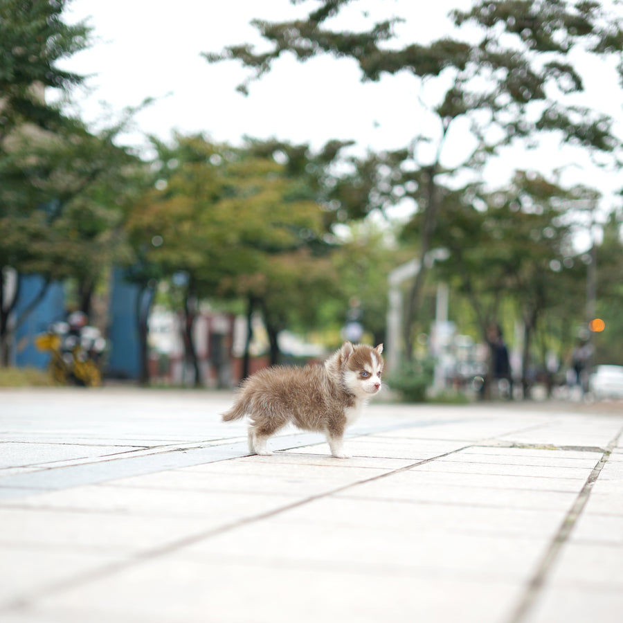 Pomsky - Mango