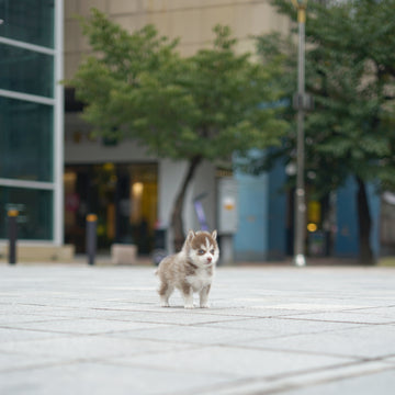 Pomsky - Mango