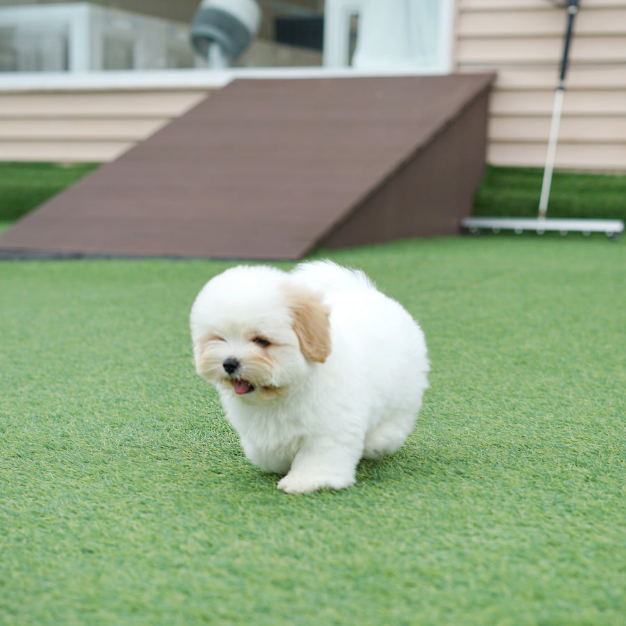 Coton de Tulear - Nerina