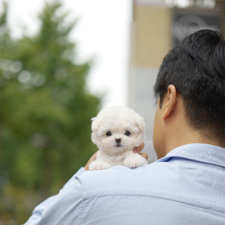 Teddy Bichon - Madison