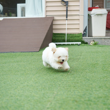 Coton de Tulear - Nerina