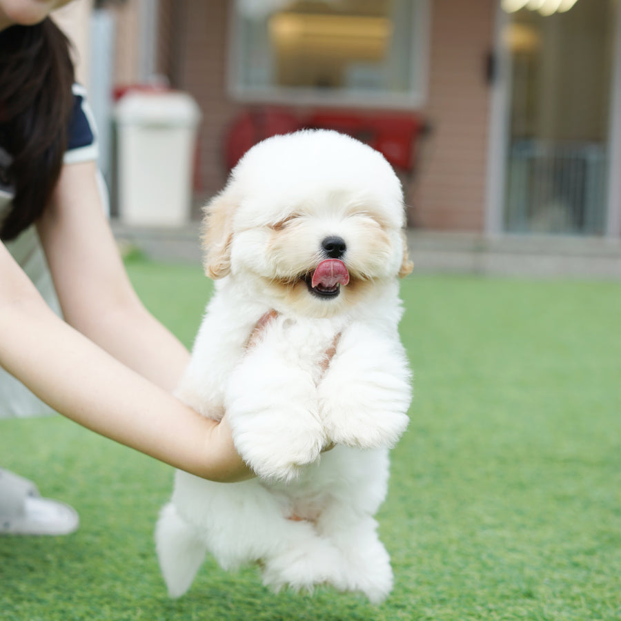 Coton de Tulear - Nerina
