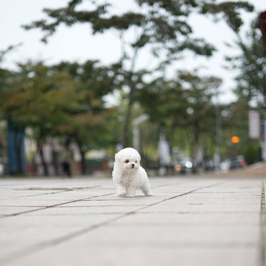 Teddy Bichon - Madison