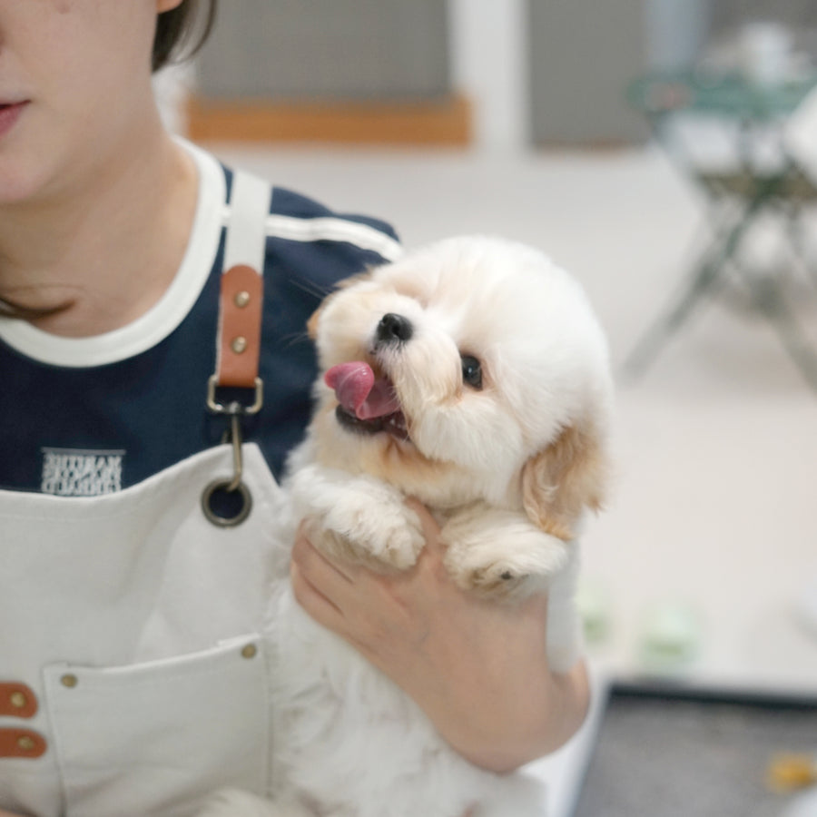 Coton de Tulear - Nerina
