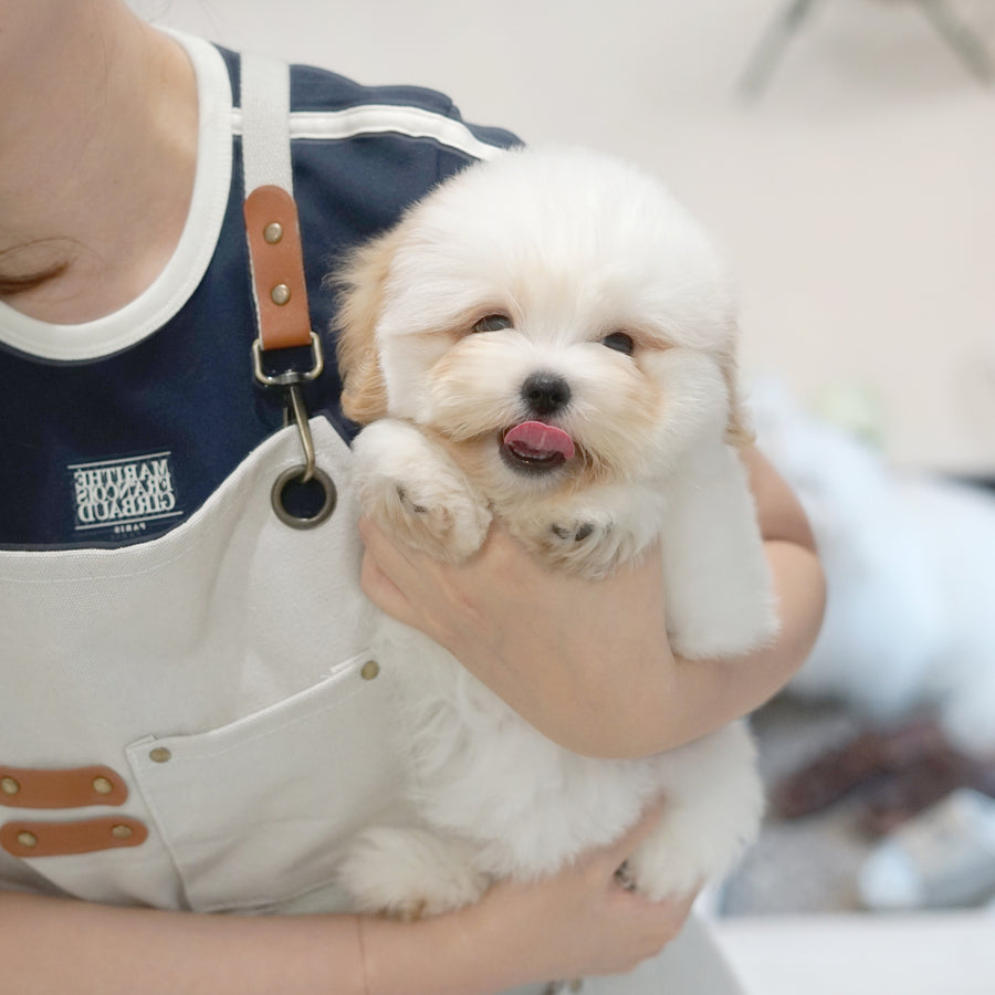 Coton de Tulear - Nerina