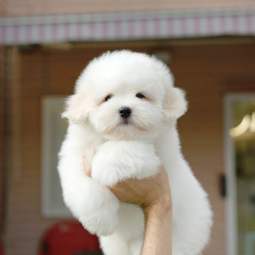 Coton de Tulear - Eamon