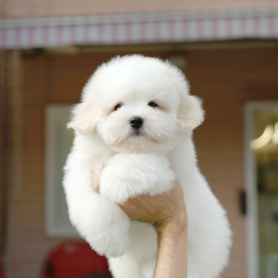 Coton de Tulear - Eamon