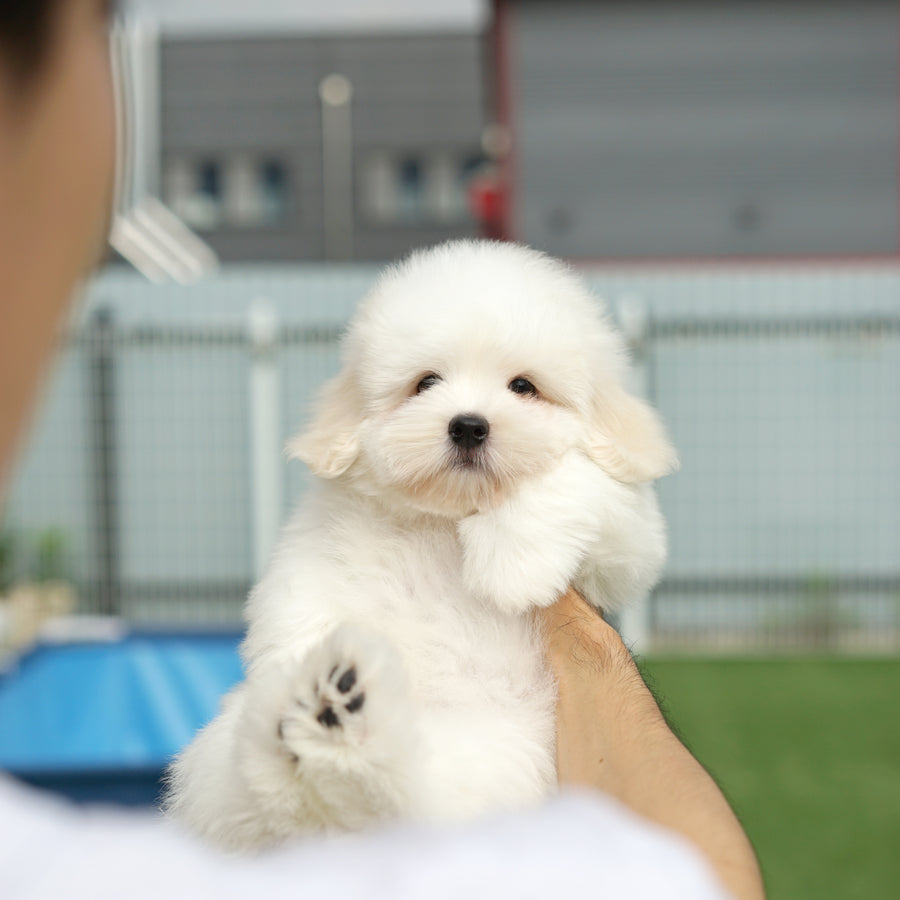 Coton de Tulear - Eamon