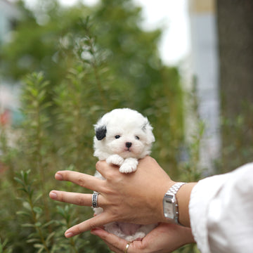 Tiny Poodle - Faith