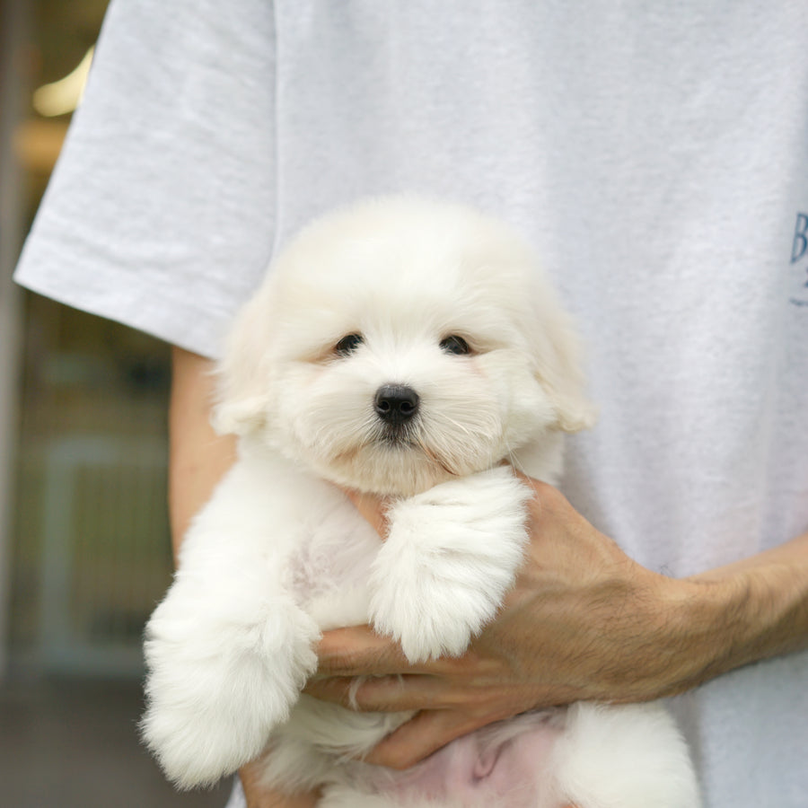 Coton de Tulear - Ronan
