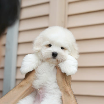 Coton de Tulear - Ronan