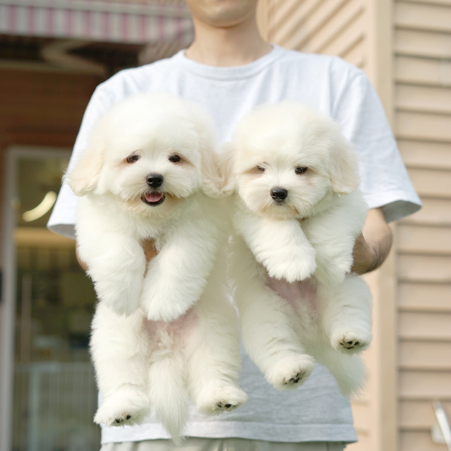 Coton de Tulear - Eamon