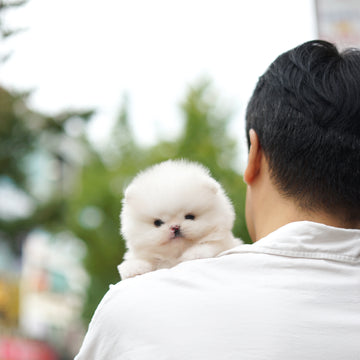 Pomeranian - Alicia