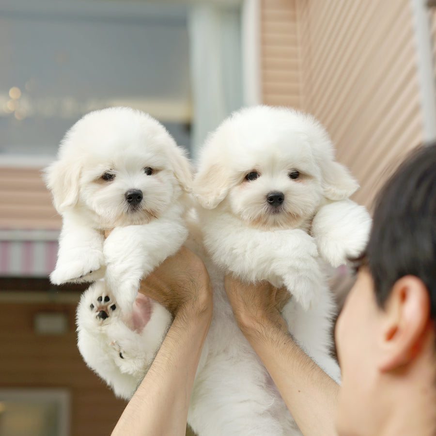 Coton de Tulear - Eamon