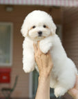 Coton de Tulear - Zinnia