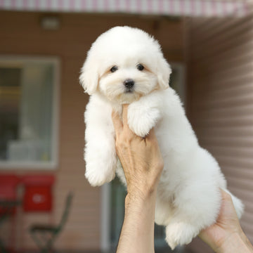 Coton de Tulear - Zinnia