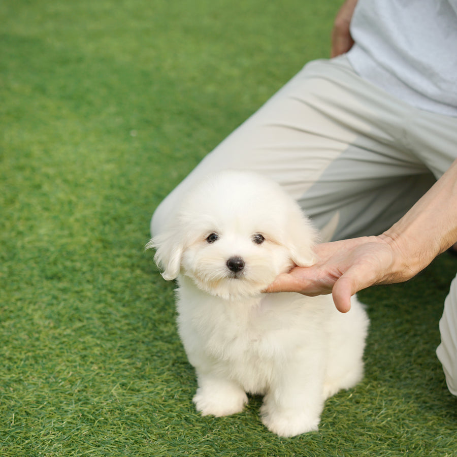 Coton de Tulear - Zinnia