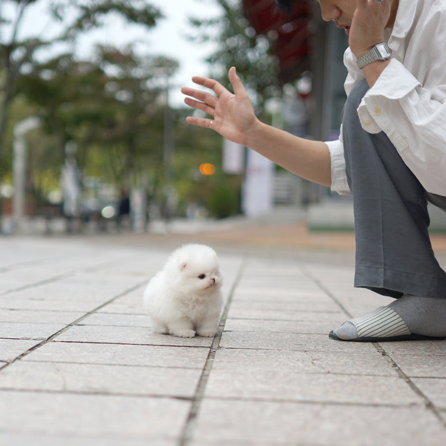 Pomeranian - Alicia