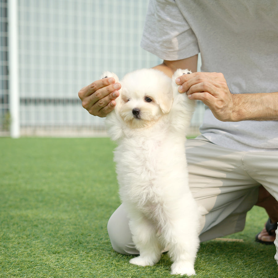 Coton de Tulear - Zinnia