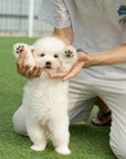 Coton de Tulear - Zinnia