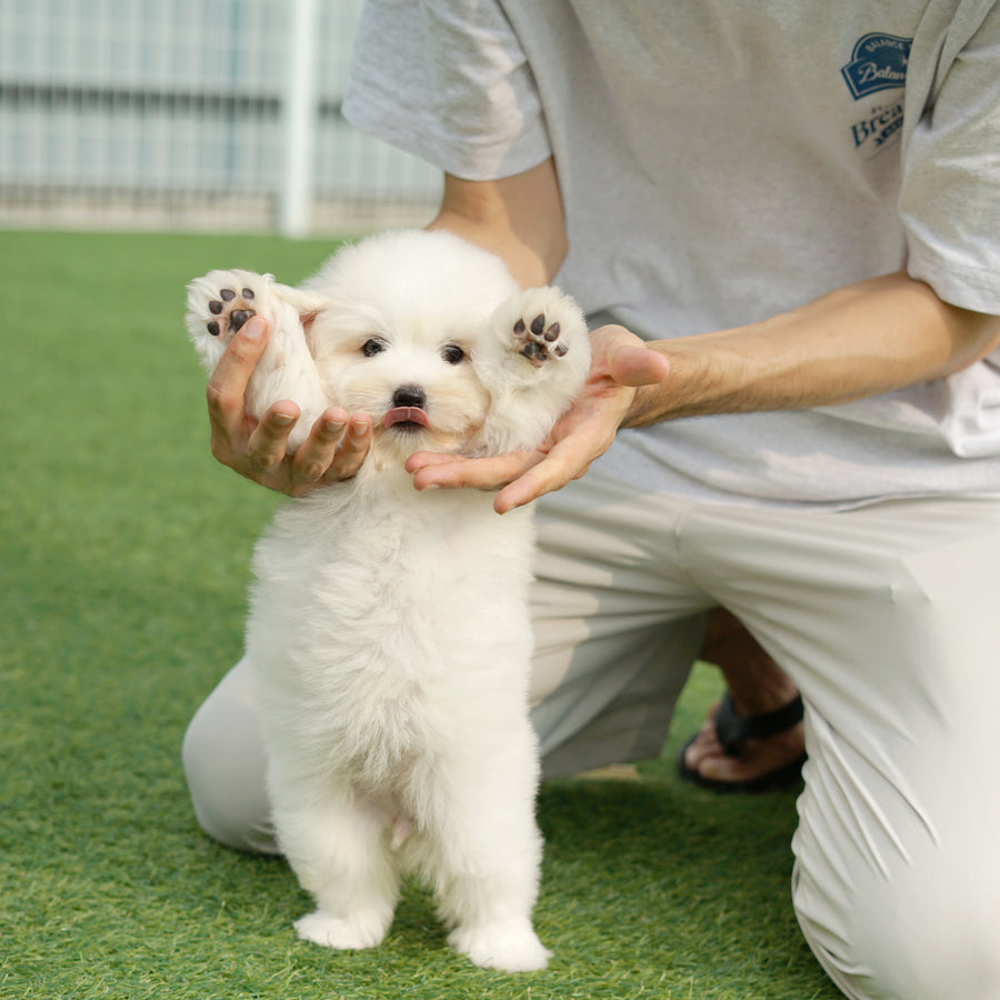 Coton de Tulear - Zinnia