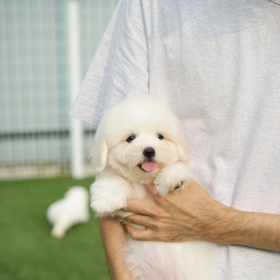 Coton de Tulear - Zinnia