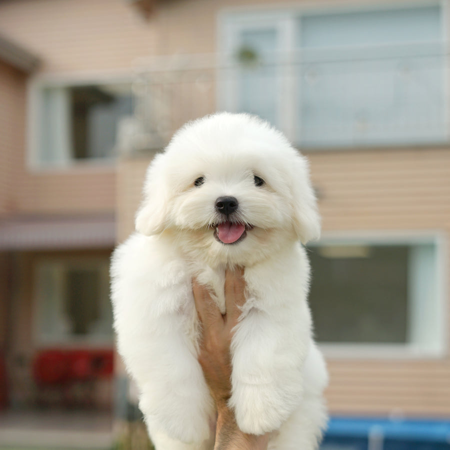 Coton de Tulear - Loki