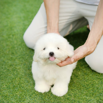 Coton de Tulear - Loki