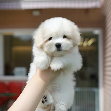 Coton de Tulear - Orion