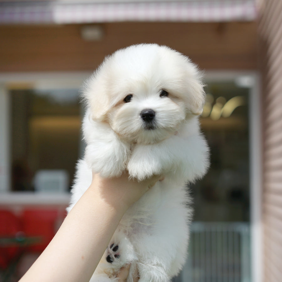Coton de Tulear - Orion