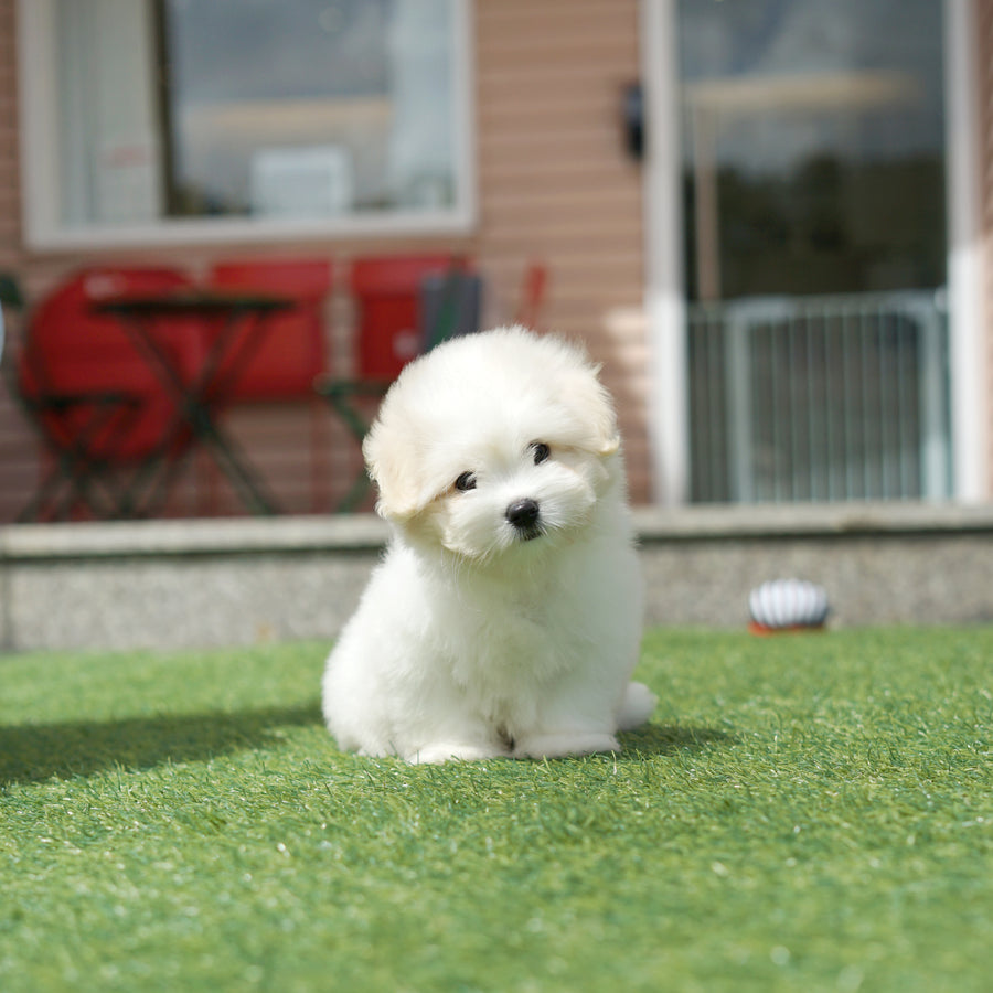 Coton de Tulear - Orion