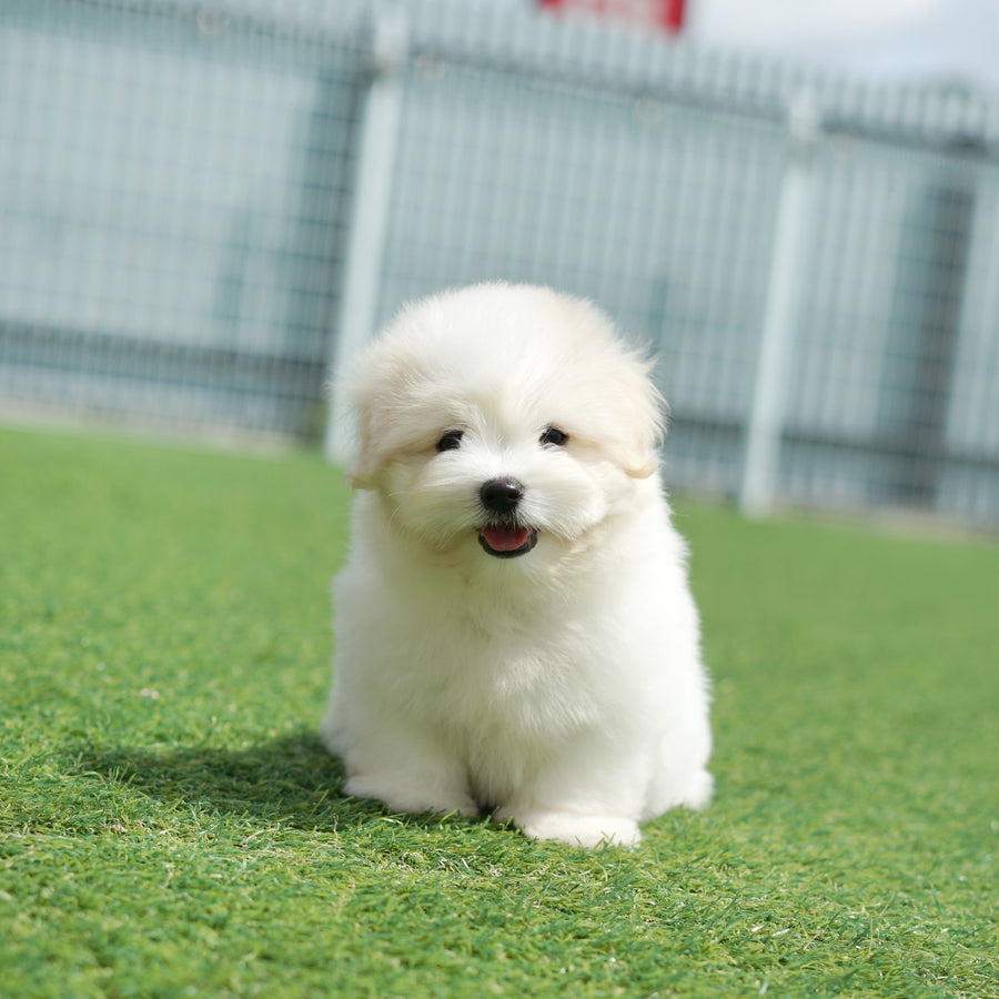 Coton de Tulear - Orion