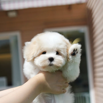 Coton de Tulear - Atlas