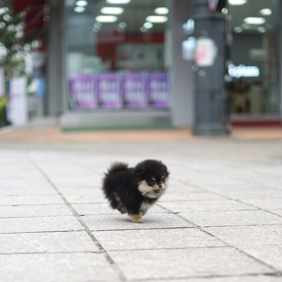 Pomeranian - Erica