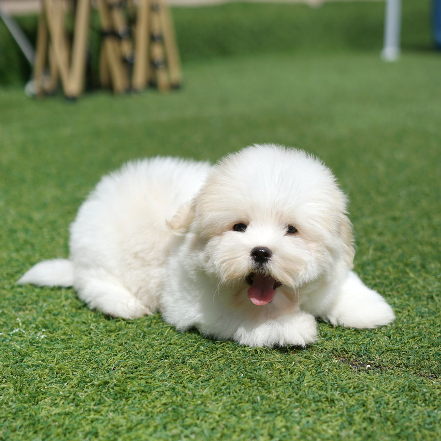 Coton de Tulear - Atlas