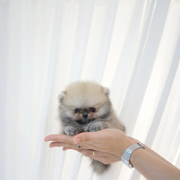 Pomeranian - Larry