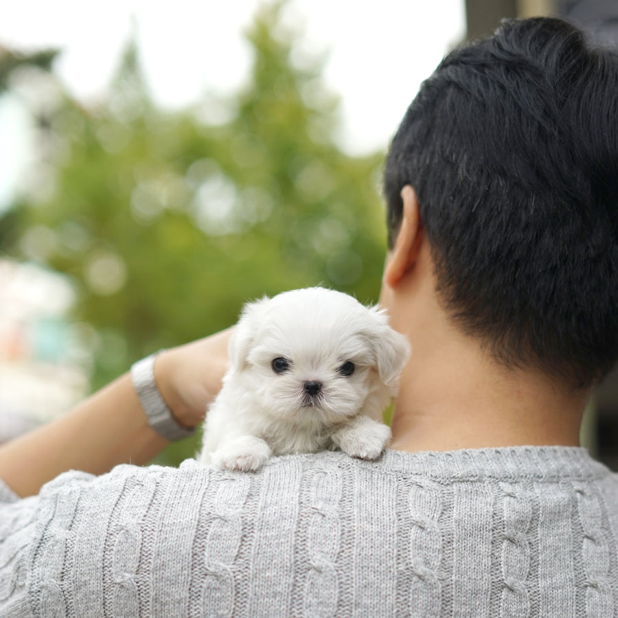 Maltese - Carolina