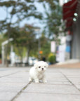 Maltese - Carolina