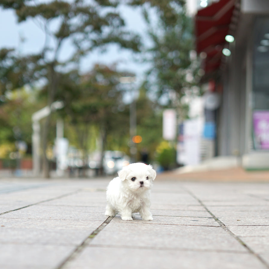 Maltese - Carolina