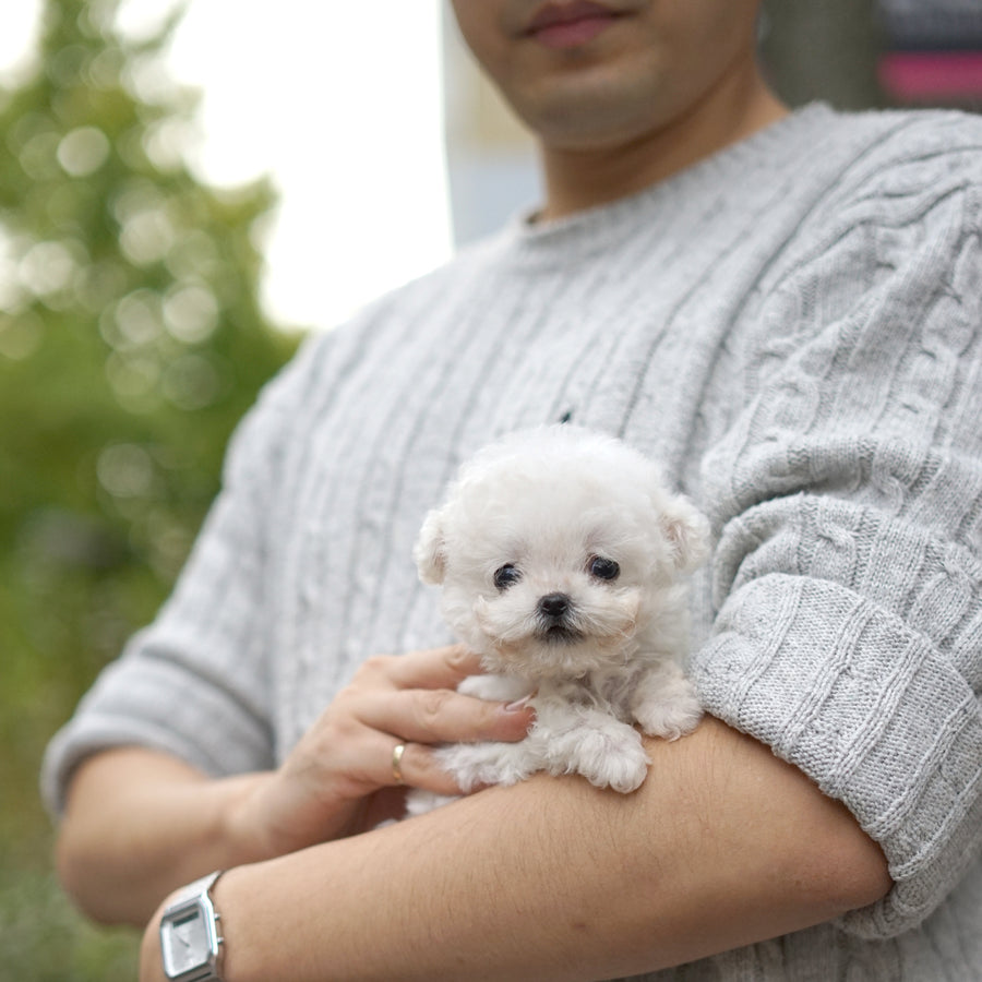 Teddy Bichon - George