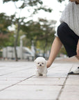 Teddy Bichon - George