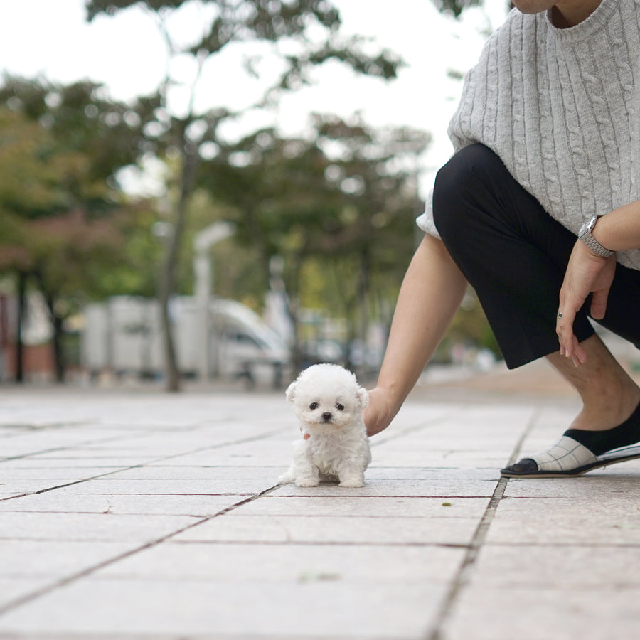 Teddy Bichon - George