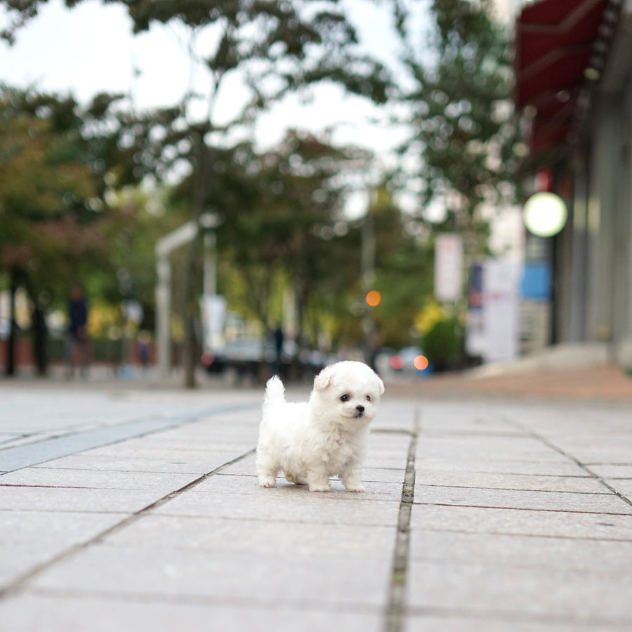 Teddy Bichon - Ayla